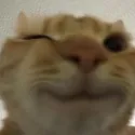 Emoji catwink