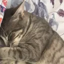 Emoji sleepytiger
