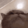 Emoji catjam