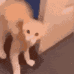 Emoji catdoor