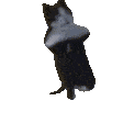 Emoji dancingcat