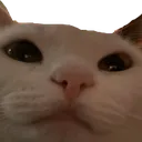 Emoji 6038catstare