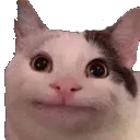 Emoji 9612catstare