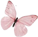 Emoji oshi_papillonrose