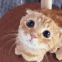 Emoji 9609catlook1