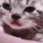 Emoji E_catcry