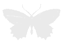 Emoji white_butterfly