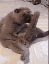 Emoji _catdick