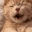 Emoji kedi