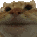 Emoji cat1