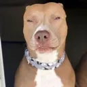 Emoji chien_charo