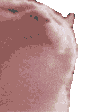 Emoji ChatQuiDance