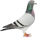 Emoji pigeon