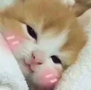 Emoji mochicat