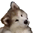 Emoji confuseddog