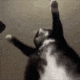 Emoji catdance