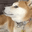 Emoji funnydog