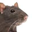 Emoji rat
