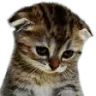 Emoji sad_cat