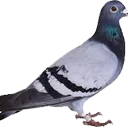 Emoji pigeon