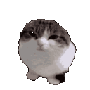Emoji cat_dance
