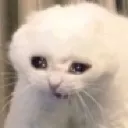 Emoji cat_detruit