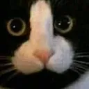 Emoji catmeow