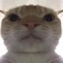 Emoji cat_swag