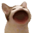 Emoji popcat