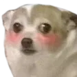 Emoji doggo_blush