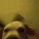 Emoji doggydance