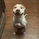 Emoji chiencontent