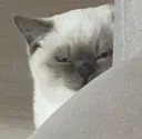 Emoji Jetevois