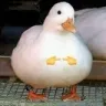 Emoji shy2