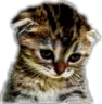 Emoji emoji_59