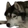 Emoji chien