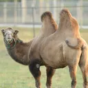Emoji camel