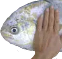 Emoji Pat_AZ