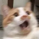 Emoji paniccat