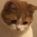 Emoji sadcat