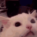 Emoji catwhite