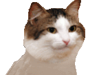 Emoji party_cat