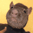 Emoji rat