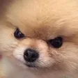 Emoji dog_mad