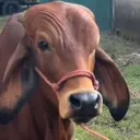 Emoji thecow