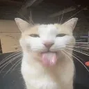 Emoji sillycat