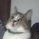 Emoji WhatCat