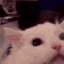 Emoji 4996megacatscream