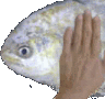 Emoji SECT_w_fish_pat