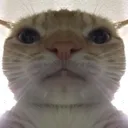 Emoji catstare